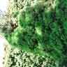 Fotografia 3 da espécie Picea glauca var. albertiana do Jardim Botânico UTAD