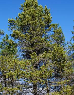 Fotografia 2 da espécie Pinus nigra no Jardim Botânico UTAD