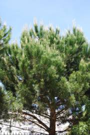 Fotografia da espécie Pinus pinea