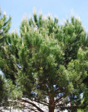Fotografia 3 da espécie Pinus pinea no Jardim Botânico UTAD
