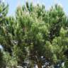 Fotografia 3 da espécie Pinus pinea do Jardim Botânico UTAD