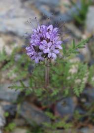 Fotografia da espécie Phacelia tanacetifolia