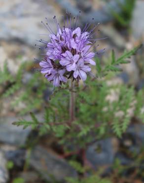 Fotografia 3 da espécie Phacelia tanacetifolia no Jardim Botânico UTAD