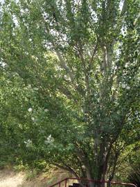 Fotografia da espécie Populus alba