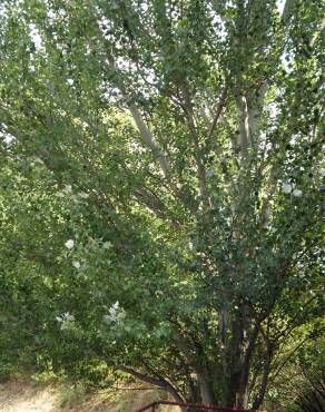 Fotografia 3 da espécie Populus alba no Jardim Botânico UTAD
