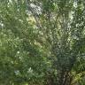 Fotografia 3 da espécie Populus alba do Jardim Botânico UTAD