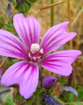 Fotografia 2 da espécie Malva neglecta no Jardim Botânico UTAD