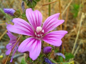 Fotografia da espécie Malva neglecta