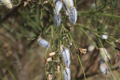 Fotografia da espécie Cytisus striatus