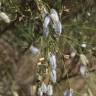 Fotografia 6 da espécie Cytisus striatus do Jardim Botânico UTAD