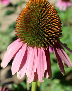 Fotografia 6 da espécie Echinacea purpurea no Jardim Botânico UTAD