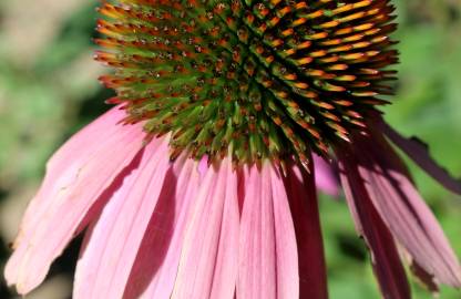 Fotografia da espécie Echinacea purpurea