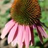 Fotografia 6 da espécie Echinacea purpurea do Jardim Botânico UTAD