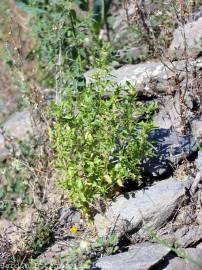 Fotografia da espécie Mercurialis annua