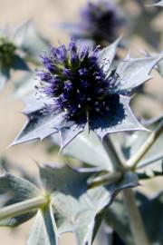 Fotografia da espécie Eryngium maritimum