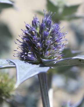 Fotografia 3 da espécie Eryngium maritimum no Jardim Botânico UTAD