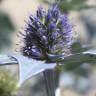 Fotografia 3 da espécie Eryngium maritimum do Jardim Botânico UTAD