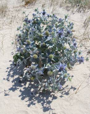 Fotografia 4 da espécie Eryngium maritimum no Jardim Botânico UTAD