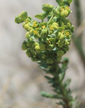Fotografia 2 da espécie Euphorbia paralias no Jardim Botânico UTAD