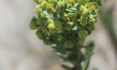 Fotografia da espécie Euphorbia paralias