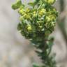 Fotografia 2 da espécie Euphorbia paralias do Jardim Botânico UTAD