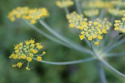 Fotografia da espécie Foeniculum vulgare