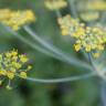 Fotografia 6 da espécie Foeniculum vulgare do Jardim Botânico UTAD