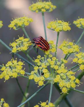 Fotografia 7 da espécie Foeniculum vulgare no Jardim Botânico UTAD