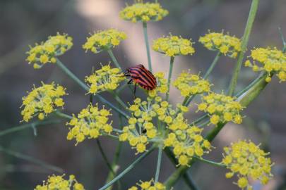 Fotografia da espécie Foeniculum vulgare