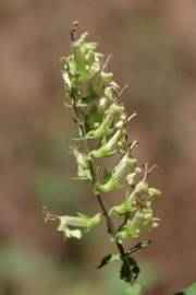 Fotografia da espécie Teucrium scorodonia subesp. scorodonia