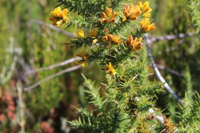 Fotografia da espécie Ulex minor