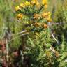 Fotografia 5 da espécie Ulex minor do Jardim Botânico UTAD