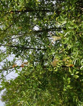 Fotografia 3 da espécie Prunus laurocerasus no Jardim Botânico UTAD
