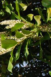 Fotografia da espécie Prunus laurocerasus