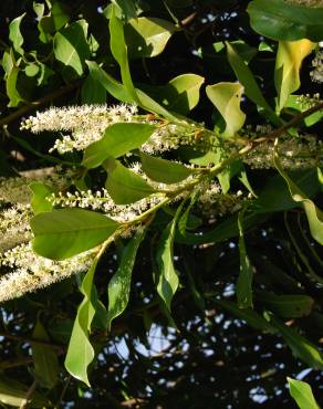 Fotografia 4 da espécie Prunus laurocerasus no Jardim Botânico UTAD