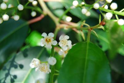 Fotografia da espécie Prunus lusitanica subesp. lusitanica