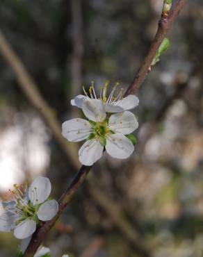 Fotografia 2 da espécie Prunus spinosa no Jardim Botânico UTAD