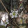 Fotografia 2 da espécie Prunus spinosa do Jardim Botânico UTAD