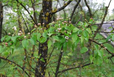 Fotografia da espécie Pyrus bourgaeana