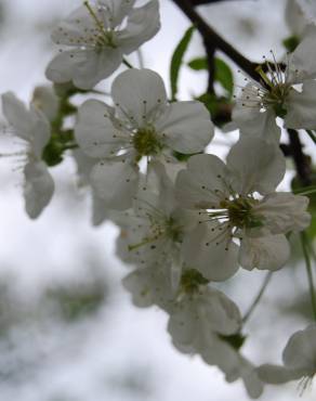 Fotografia 3 da espécie Pyrus bourgaeana no Jardim Botânico UTAD