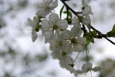 Fotografia da espécie Pyrus bourgaeana