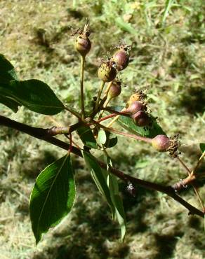 Fotografia 4 da espécie Pyrus bourgaeana no Jardim Botânico UTAD