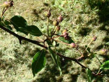 Fotografia da espécie Pyrus bourgaeana