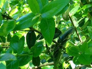 Fotografia da espécie Rhamnus alaternus