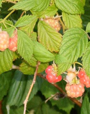 Fotografia 3 da espécie Rubus idaeus no Jardim Botânico UTAD