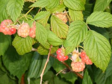 Fotografia da espécie Rubus idaeus