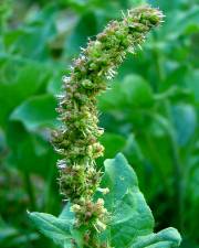 Fotografia da espécie Chenopodium bonus-henricus