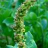 Fotografia 1 da espécie Chenopodium bonus-henricus do Jardim Botânico UTAD