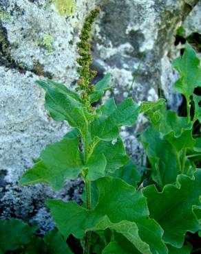 Fotografia 3 da espécie Chenopodium bonus-henricus no Jardim Botânico UTAD