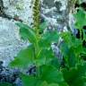 Fotografia 3 da espécie Chenopodium bonus-henricus do Jardim Botânico UTAD